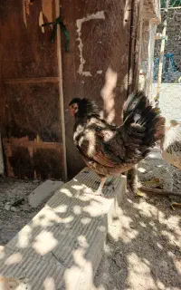 مرغ کرچ