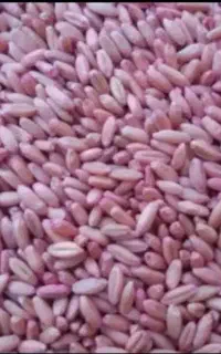 گندم دیم بذری صدرا و سرداری