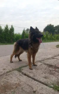 سگ ژرمن شپرد ماده