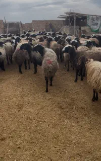 میش بره دار وآبستن نژاد شال