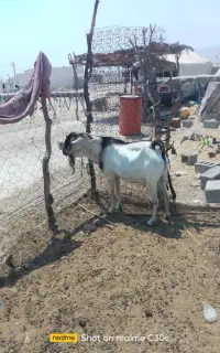 نری سومال