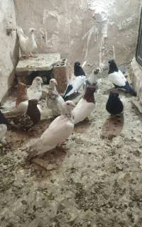 کفتر شهرستانی رنگه