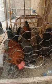 مرغ و خروس
