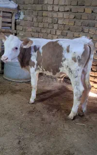 گوساله فوق لوکس