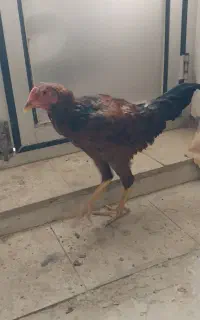 جوجه خروس و فریک