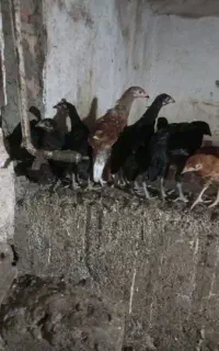 جوجه