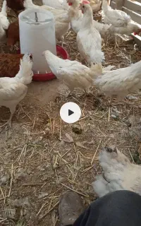 سفید تخمگذار  مرغ