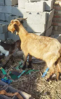 بز با بزغاله ماده