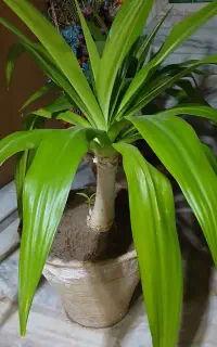 گل موزی