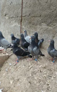 جوجه دوبریاهمان پلاکی مسافتی