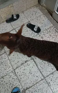 بره نر