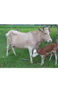 گاو دورگ محلی با گوساله سیمینتال