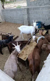 بز دورگ سانن مورسیا
