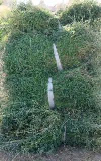 پشه دورای یونجه