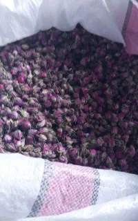 غنچه گل
