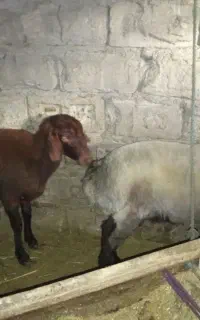 بره ماده