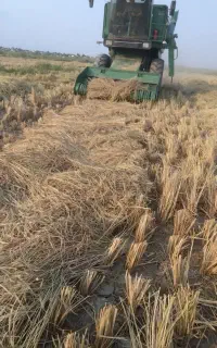 کاه شالی