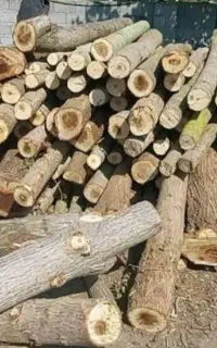 خرید فروش چوب هرس انواع درخت و زدن درخت