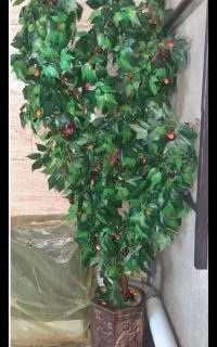 درختچه گیلاس