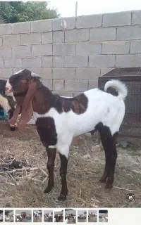 پازند پاکستانی اصل بارون  چینی درجه یک