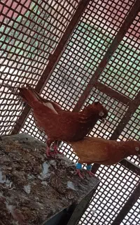 یه جفت کفتر سرخ