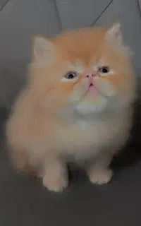 دو عدد گربهه