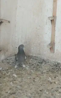 تک رنگ