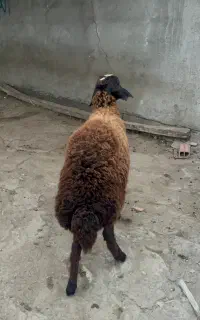 بره ماده مخصوص کشتار