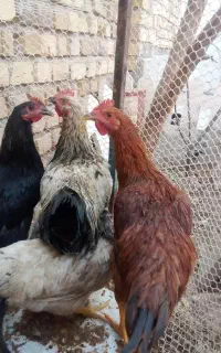 یک مرغ سه تا جوجه خروس فروشی همه باهم 3000000