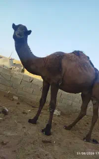 شتر نر پرواری