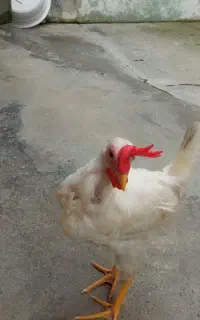 خروس