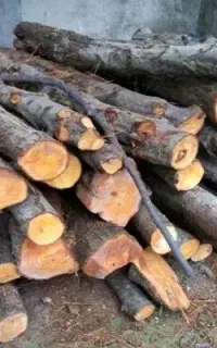 خرید و فروش چوب های باغی صنعتی ذغالی در شهریار