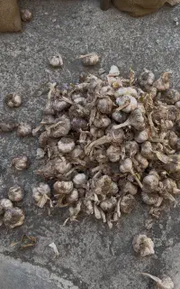 فروش سیر درجه 1 مغان تناژ بالا