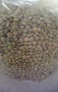 عدس