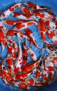 ماهی کوی نژاد دار ژاپنی گرید a