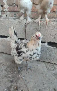 مرغ گلین ریشو کاکلی چهلتاج