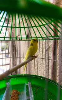 مرغ عشق ابرو بادی