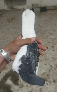 کبوتر