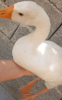 قو غاز