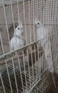 پرنده