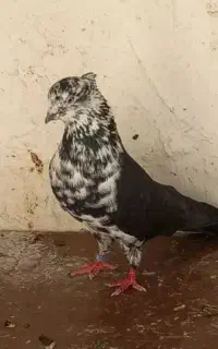 کفتر سینماش گمشده و مرغ مینا گمشده