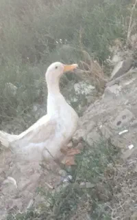 چهار عدد اردک تخم گذار