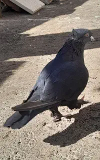 کفتر نر
