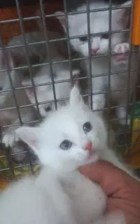 جوجه گربه