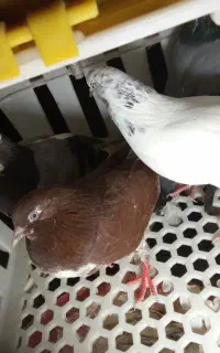 ده عدد کبوتر تهرانی پرشی