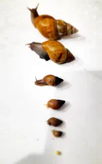 حلزون و خاویار