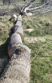 خرید درخت وچوب