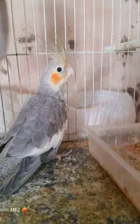 عروس هلندی