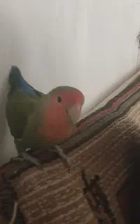 طوطی برزیلی نر ماده