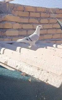 کفتر پشت رنگ دوکاکل